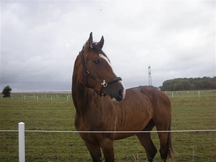 Toftegårdens ridecenter. billede 6