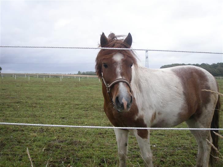 Toftegårdens ridecenter. billede 7