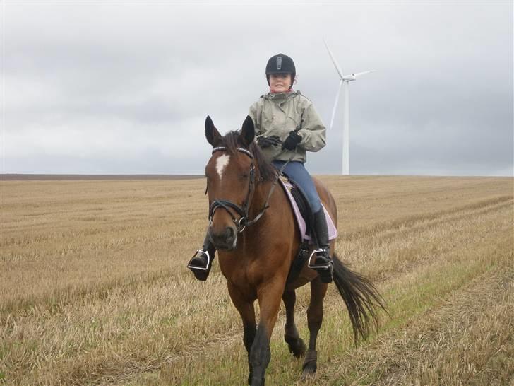 Toftegårdens ridecenter. billede 8