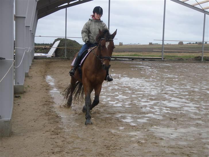 Toftegårdens ridecenter. billede 10