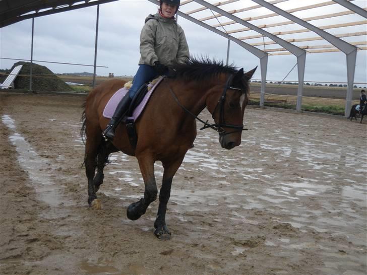 Toftegårdens ridecenter. billede 11