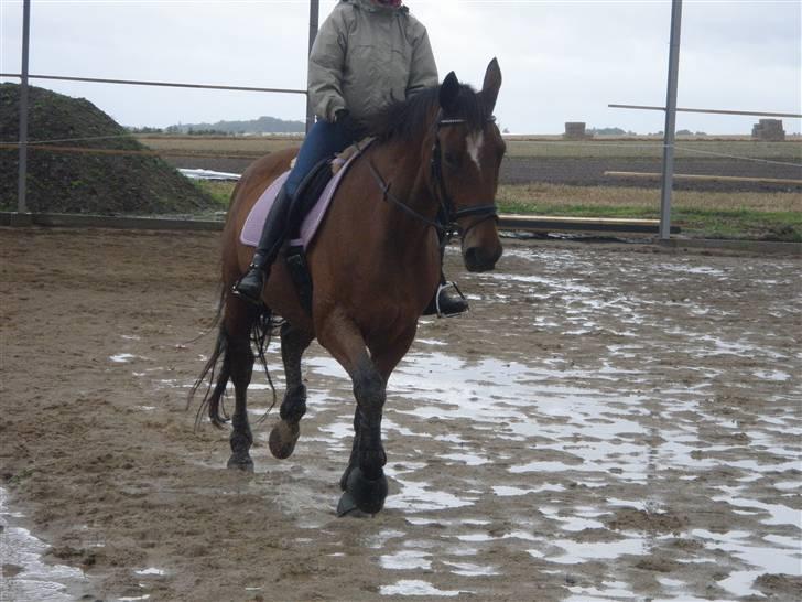 Toftegårdens ridecenter. billede 15