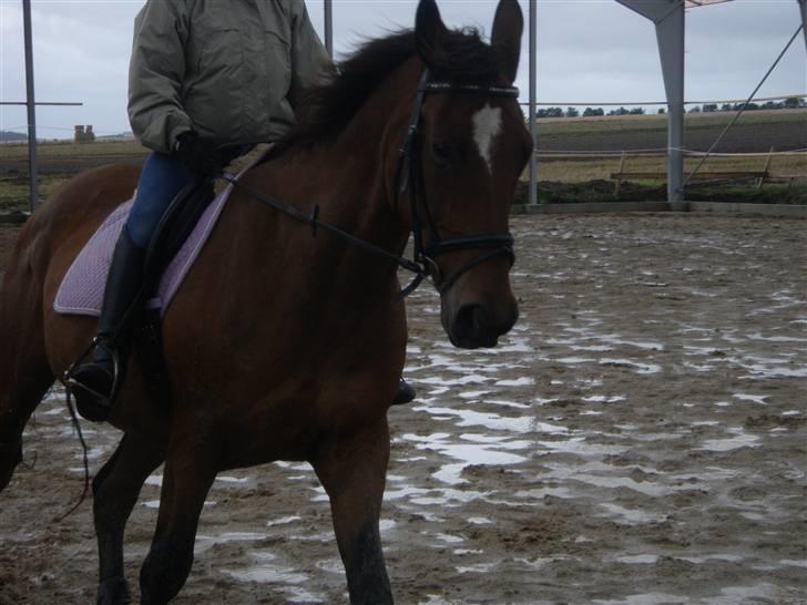 Toftegårdens ridecenter. billede 17