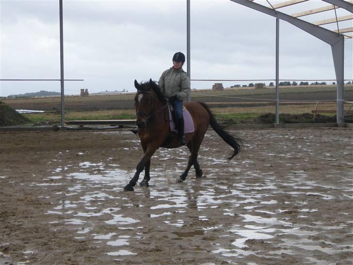 Toftegårdens ridecenter. billede 18