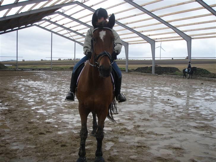 Toftegårdens ridecenter. billede 21