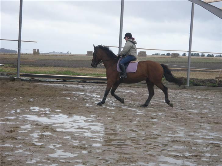 Toftegårdens ridecenter. billede 23