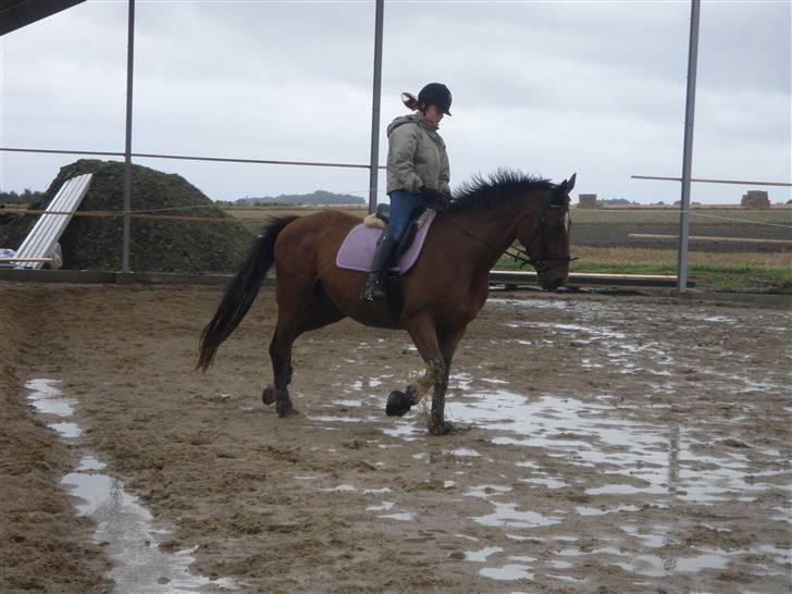 Toftegårdens ridecenter. billede 24