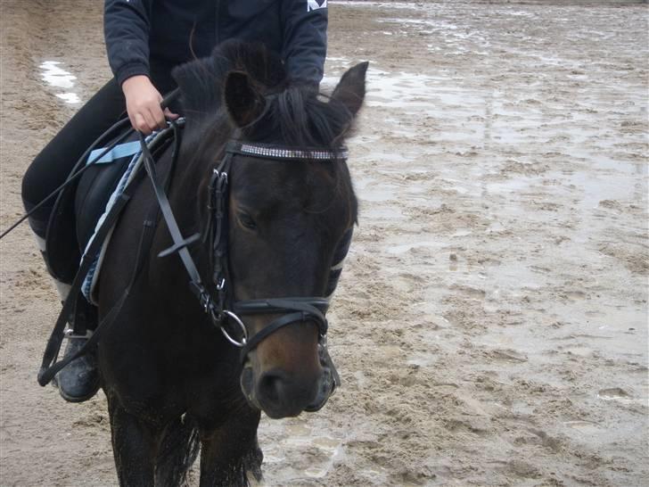 Toftegårdens ridecenter. billede 27