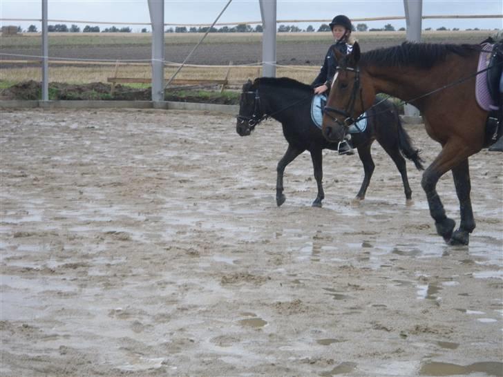 Toftegårdens ridecenter. billede 29