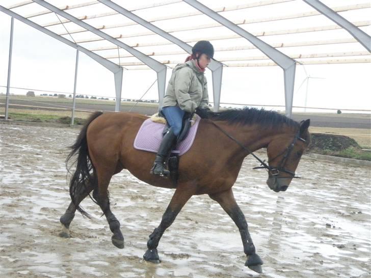 Toftegårdens ridecenter. billede 32