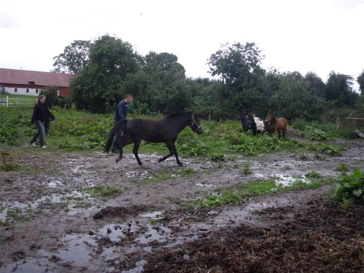 Toftegårdens ridecenter. billede 33