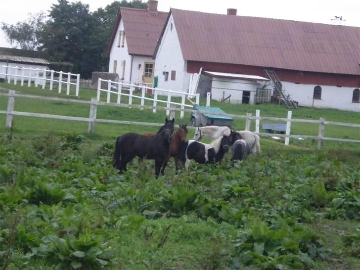 Toftegårdens ridecenter. billede 35