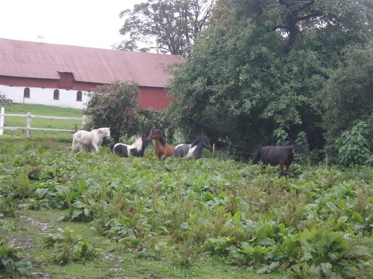 Toftegårdens ridecenter. billede 36