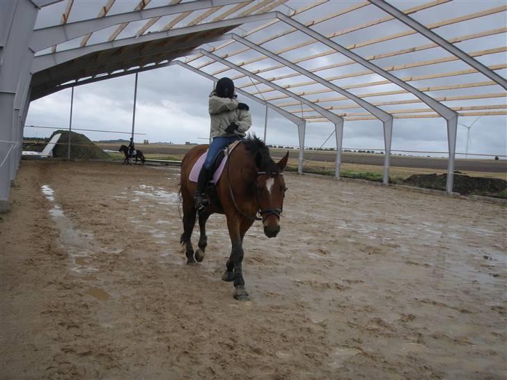 Toftegårdens ridecenter. billede 38