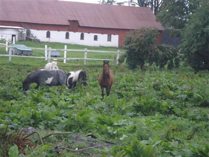 Toftegårdens ridecenter. billede 39