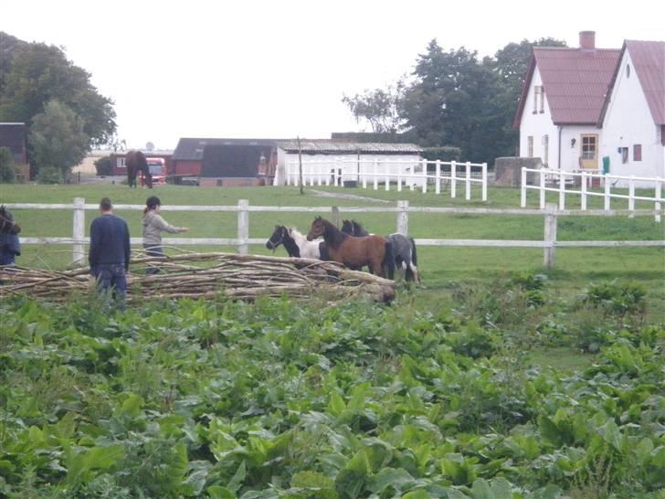 Toftegårdens ridecenter. billede 40