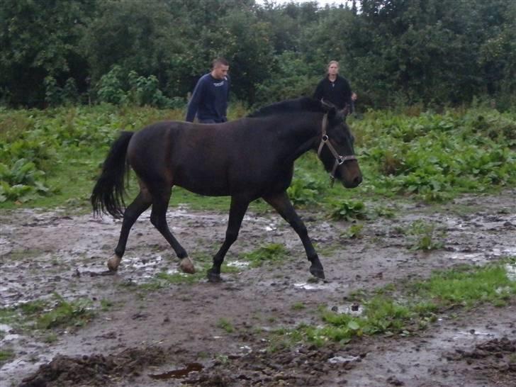 Toftegårdens ridecenter. billede 41