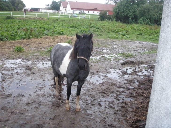 Toftegårdens ridecenter. billede 42