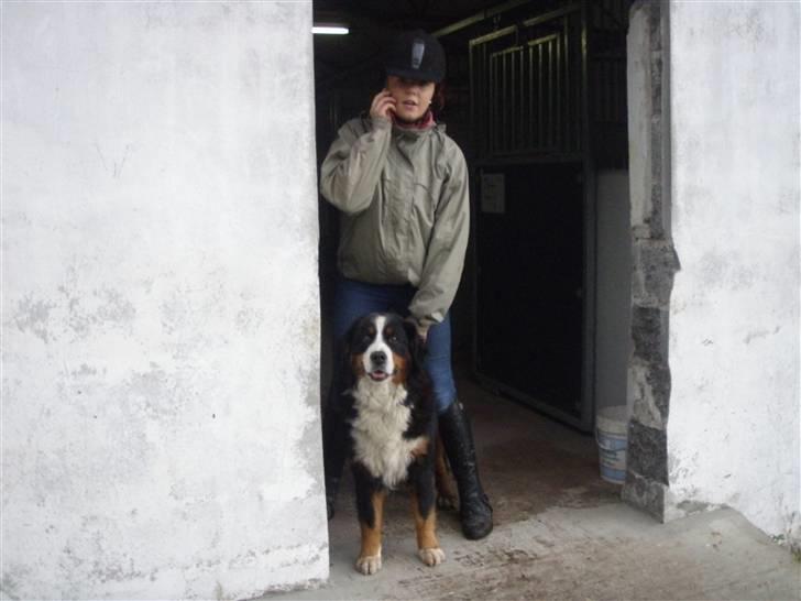 Toftegårdens ridecenter. billede 43