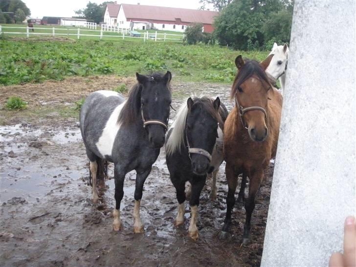 Toftegårdens ridecenter. billede 44
