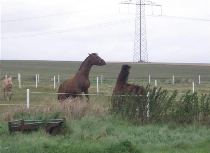 Toftegårdens ridecenter. billede 45