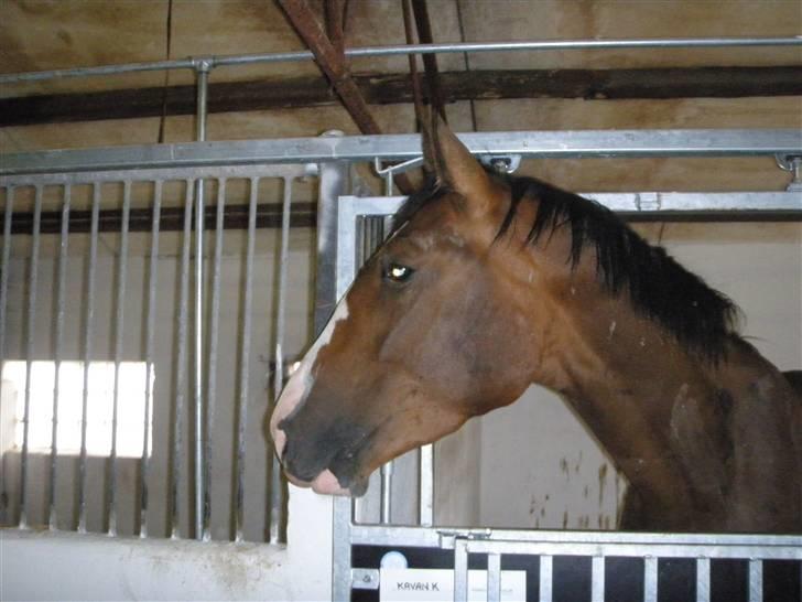 Toftegårdens ridecenter. billede 48