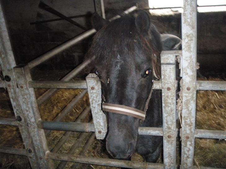 Toftegårdens ridecenter. billede 49