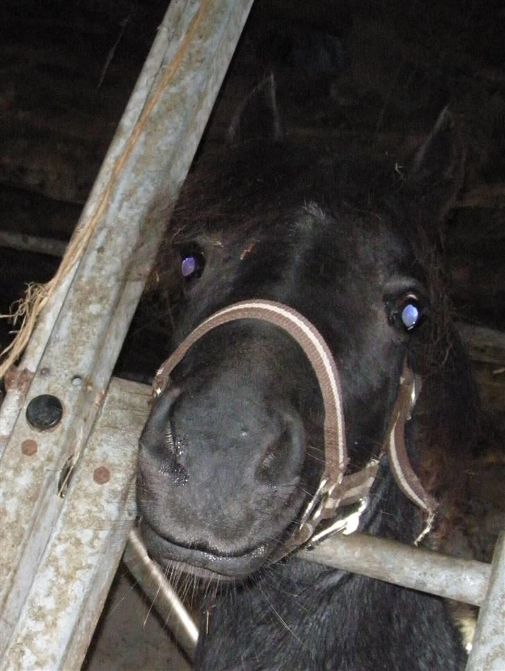 Toftegårdens ridecenter. billede 50