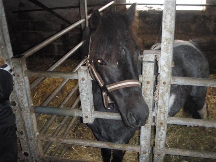 Toftegårdens ridecenter. billede 51