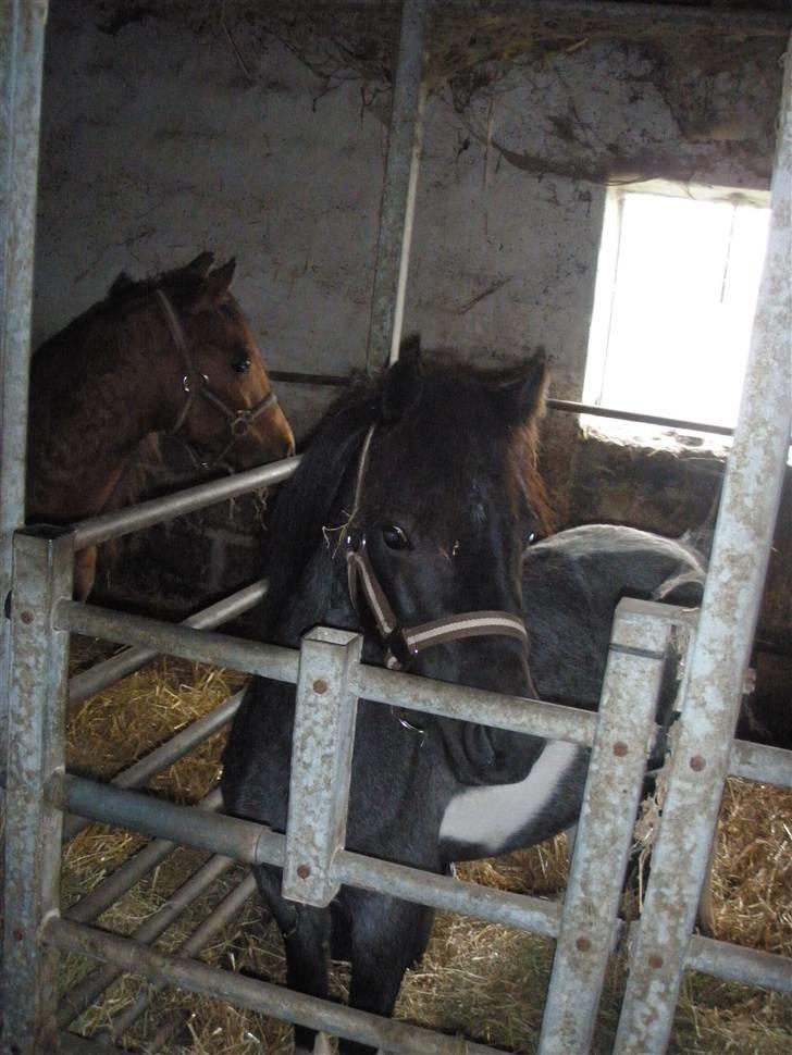 Toftegårdens ridecenter. billede 52