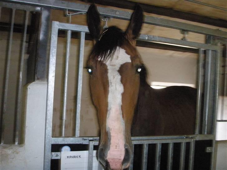 Toftegårdens ridecenter. billede 53