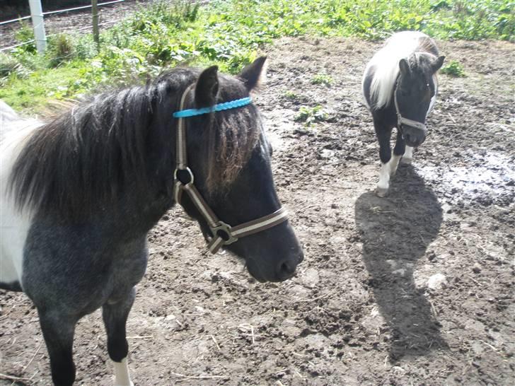 Toftegårdens ridecenter. billede 54
