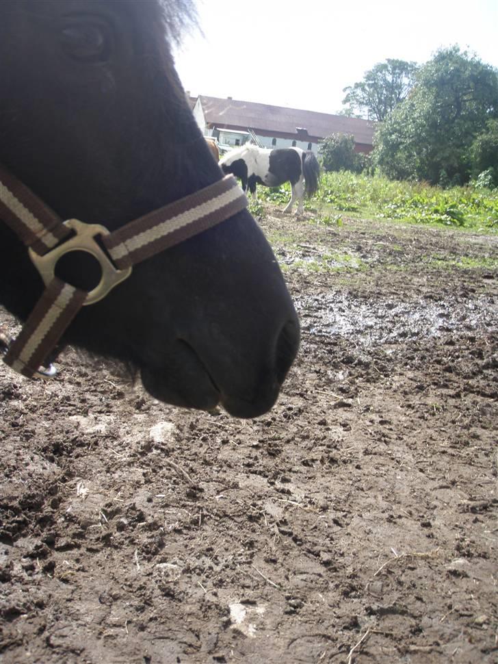 Toftegårdens ridecenter. billede 55