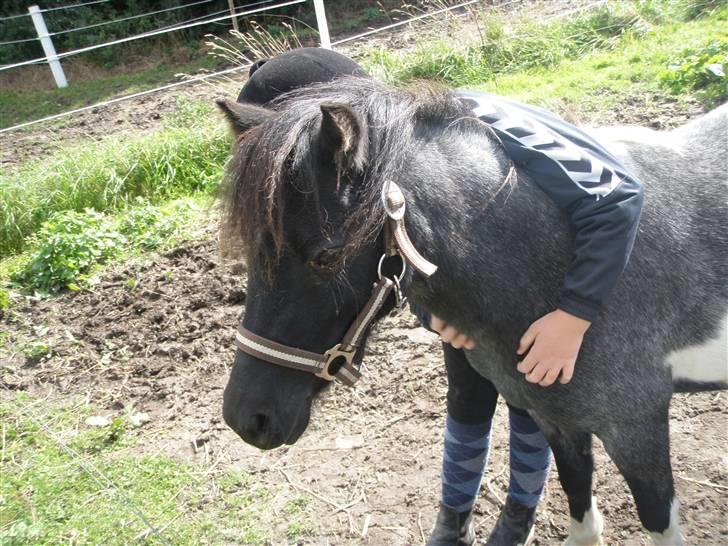 Toftegårdens ridecenter. billede 56