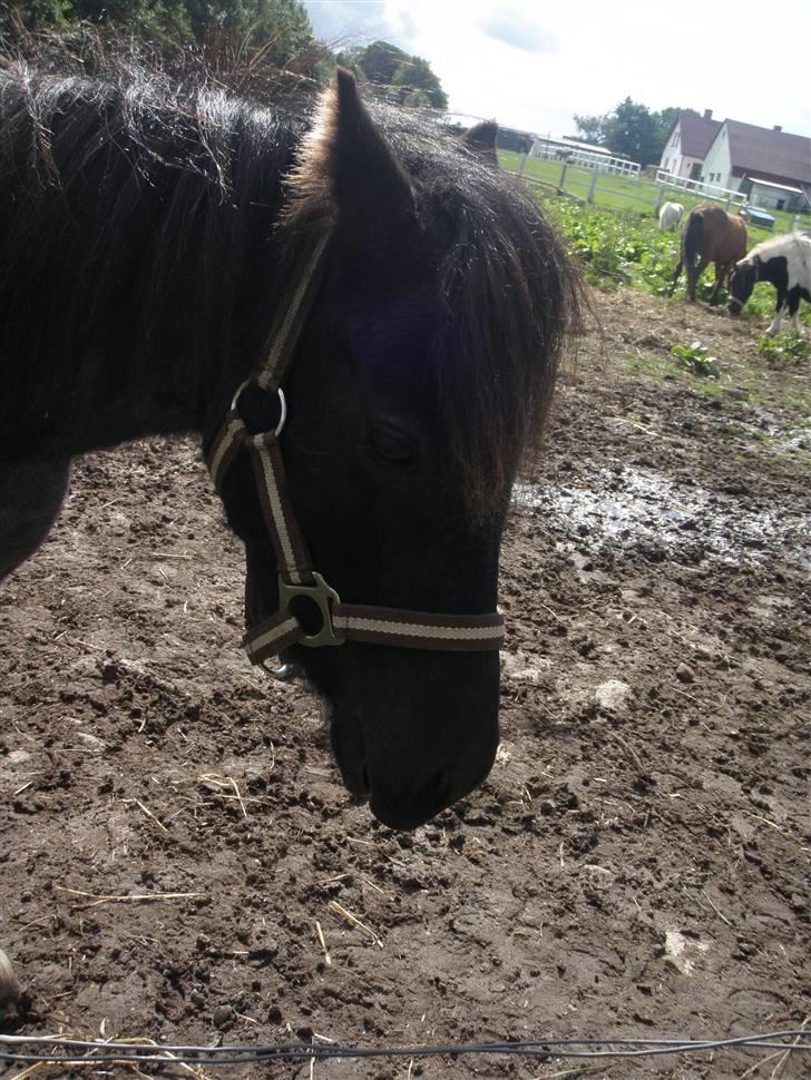 Toftegårdens ridecenter. billede 58