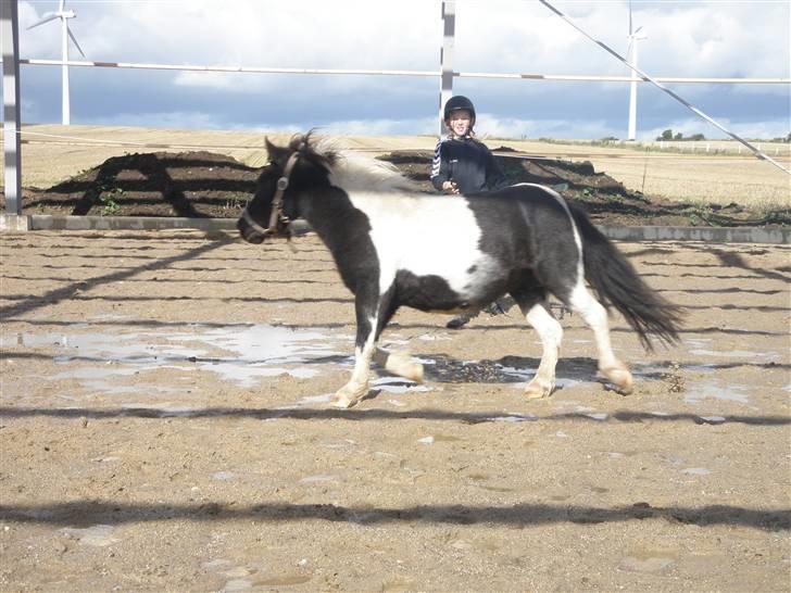 Toftegårdens ridecenter. billede 59