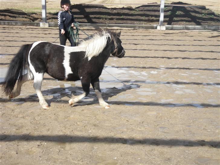 Toftegårdens ridecenter. billede 60