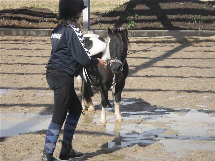 Toftegårdens ridecenter. billede 61