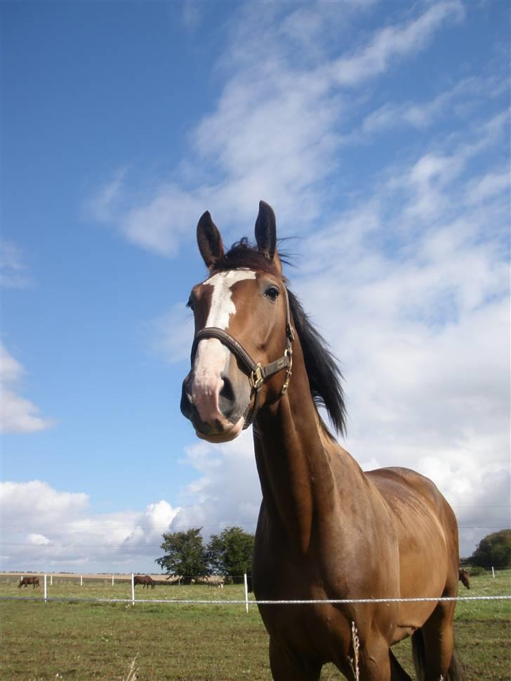 Toftegårdens ridecenter. billede 63