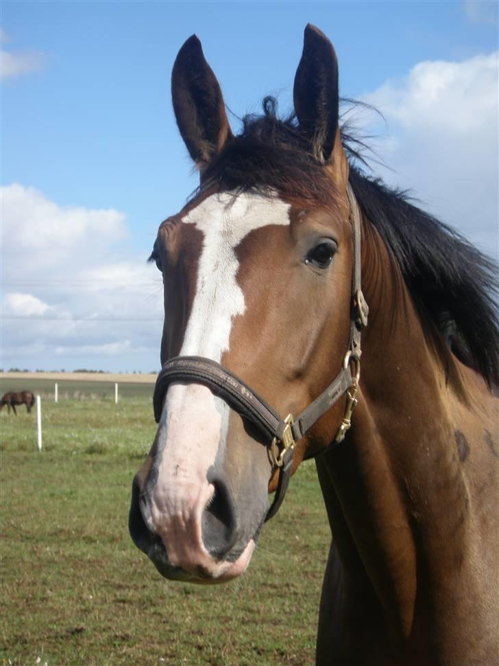 Toftegårdens ridecenter. billede 64