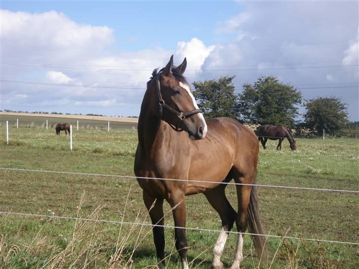 Toftegårdens ridecenter. billede 65