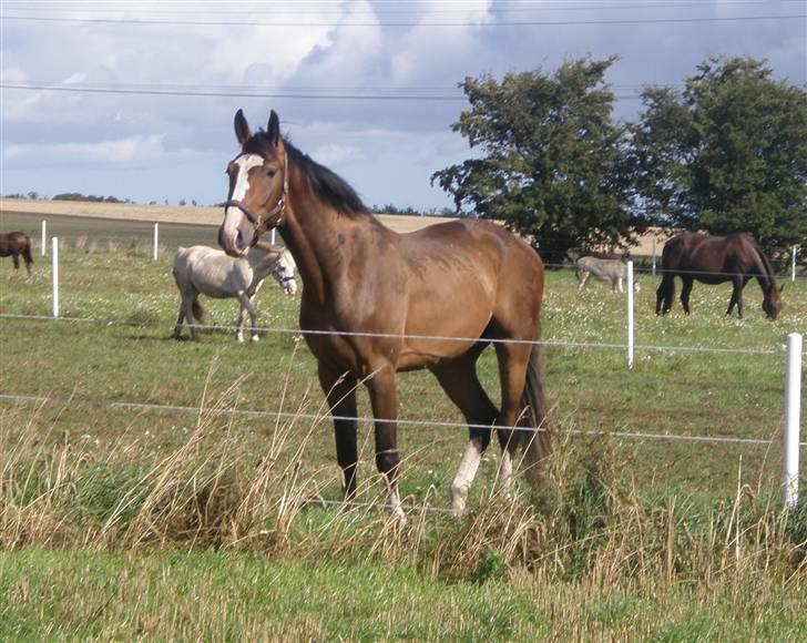 Toftegårdens ridecenter. billede 66