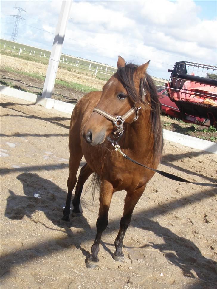 Toftegårdens ridecenter. billede 68
