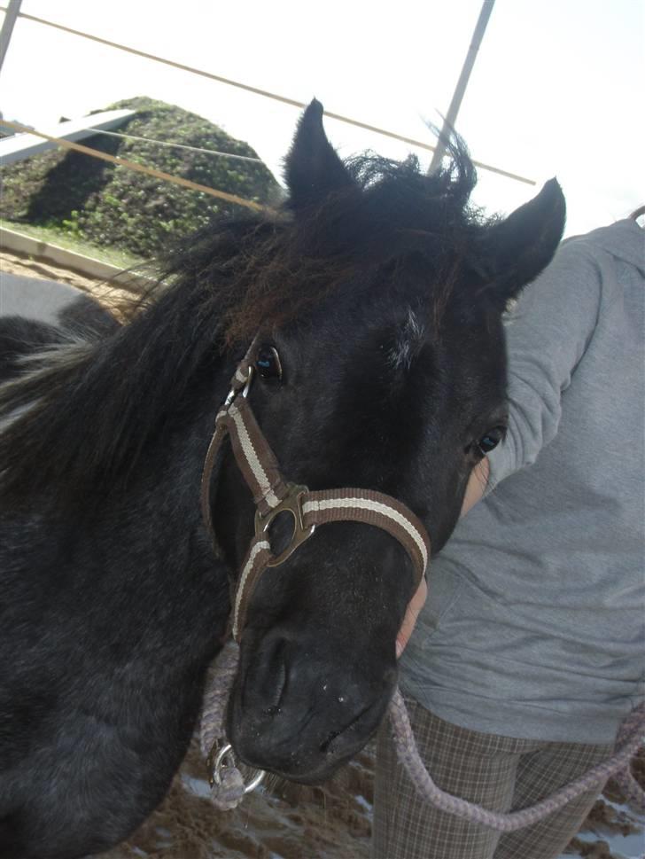 Toftegårdens ridecenter. billede 70