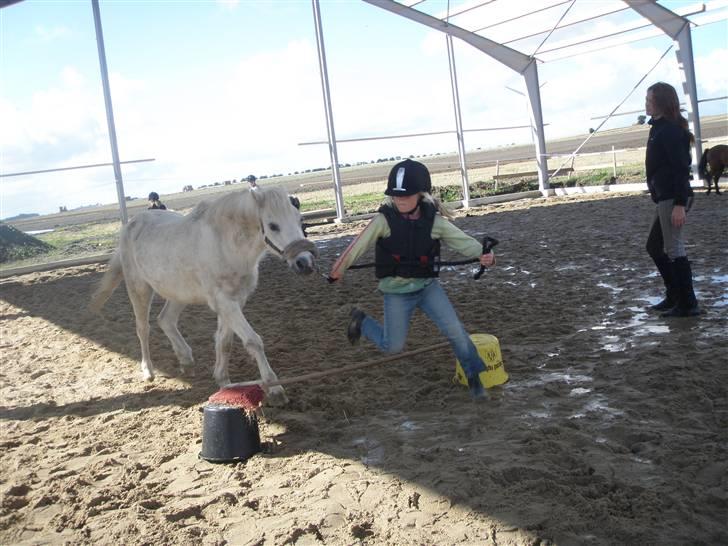 Toftegårdens ridecenter. billede 71