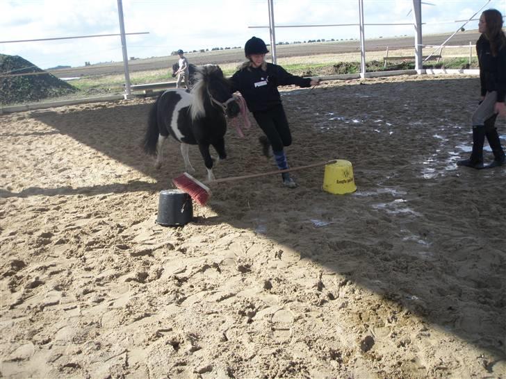 Toftegårdens ridecenter. billede 73