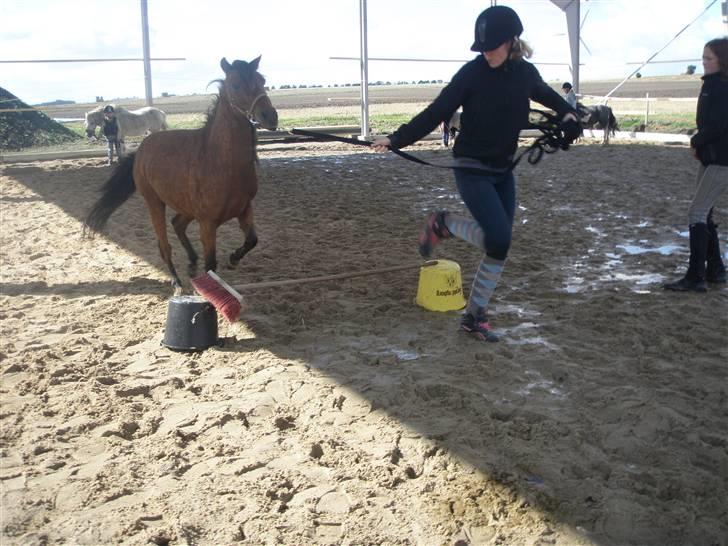 Toftegårdens ridecenter. billede 75