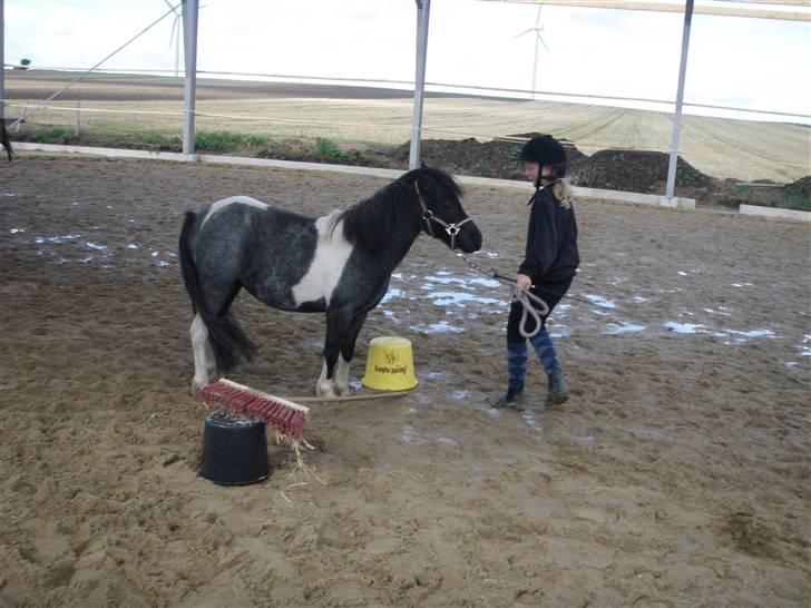 Toftegårdens ridecenter. billede 78