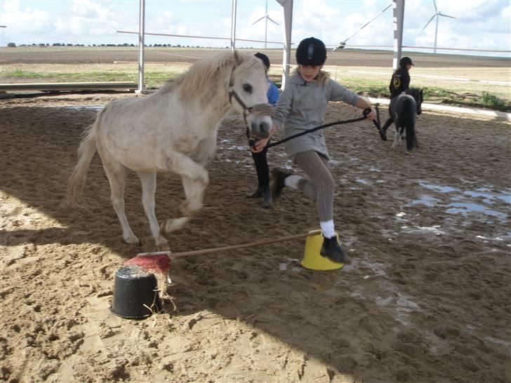 Toftegårdens ridecenter. billede 79