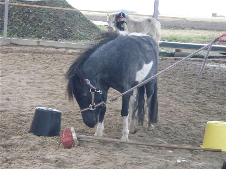 Toftegårdens ridecenter. billede 81